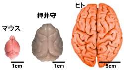 532342 B