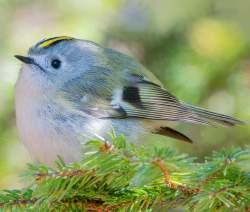 560110 B