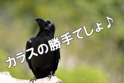 74233 B